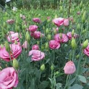 ফুল-বাগানের-নতুন-রাণী-'নন্দিনী&rsquo;