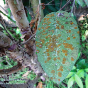 পেয়ারার লাল মরিচা রোগ