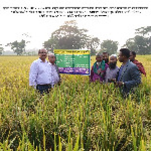 ASSSRBP 2018-19 এর আমন মৌসুমে মানসম্মত বীজ উৎপাদন প্রদর্শণী