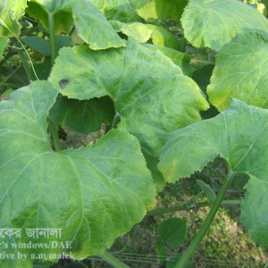 মিষ্টি কুমড়ার ডাউনি মিলডিউ রোগ