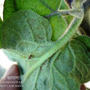 বেগুনের ক্ষুদ্র লাল মাকড়