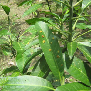 আমের গলমাছি