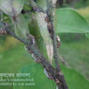 মালটার সাইলিড বাগ