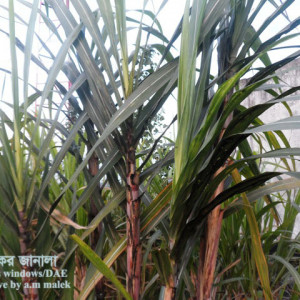 আখের সুটিমোল্ড রোগ